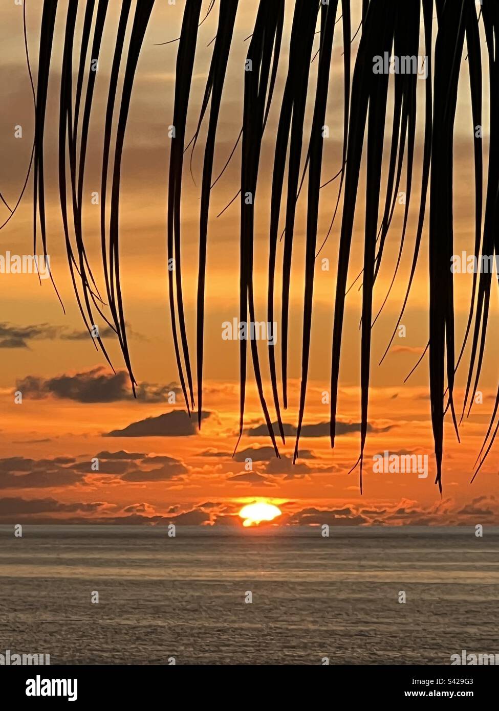 Wunderschöner Sonnenuntergang über dem Indischen Ozean von Mauritius umgeben von Palmenfronten - Smartphone-aufgenommenes Stockfoto