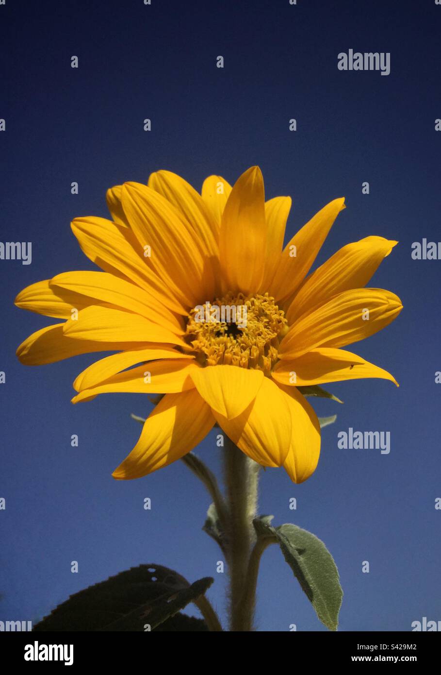 Sonnenblumen und blauer Himmel, Katalonien, Spanien. Stockfoto