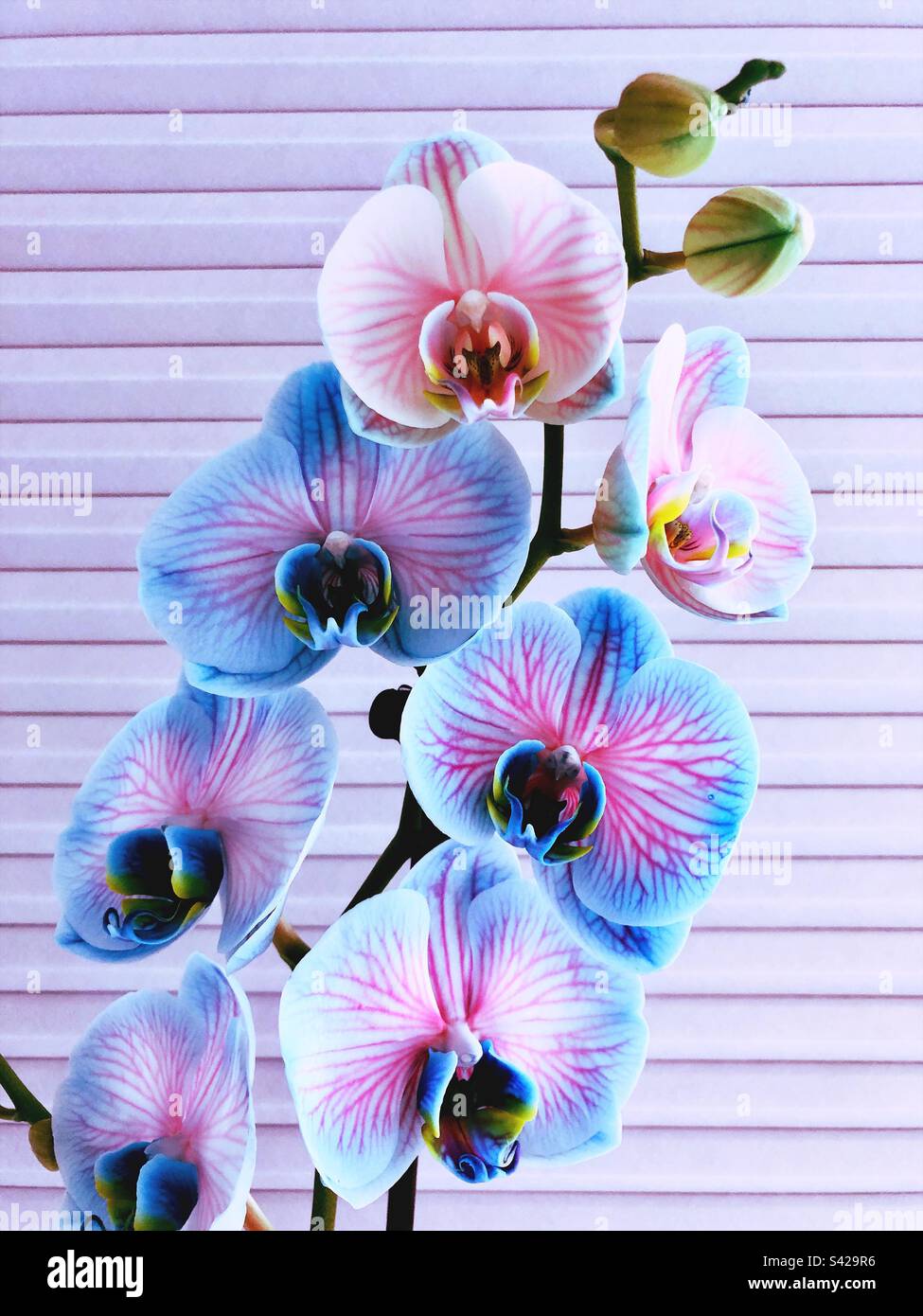 Rosa, Blau und weiße Orchideenblume Stockfoto