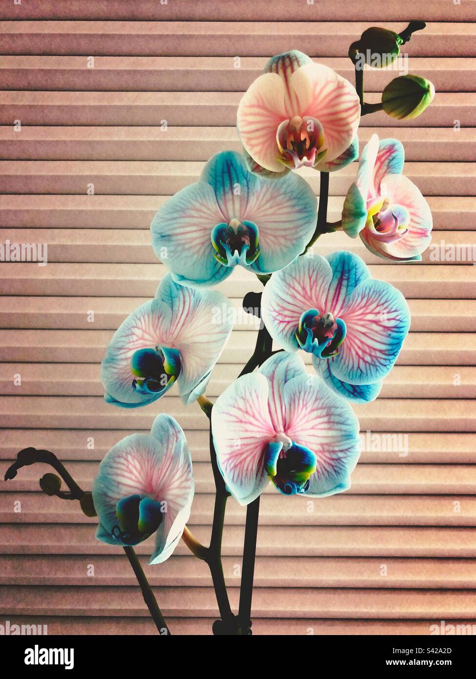 Rosa und blaue Orchideenblumen in voller Blüte - Smartphone-aufgenommenes Stockfoto