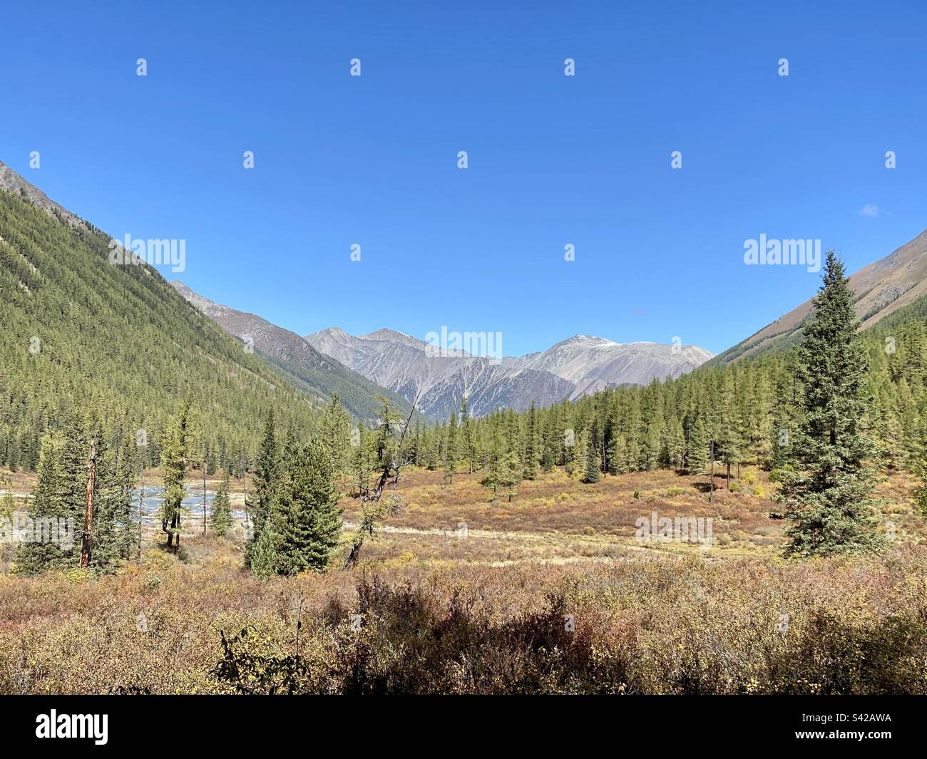 Ein Tal zwischen Bergen mit einem Wald von Fichten am Nachmittag mit Felsen am Horizont in Altai in Sibirien. - Smartphone-aufgenommenes Stockfoto