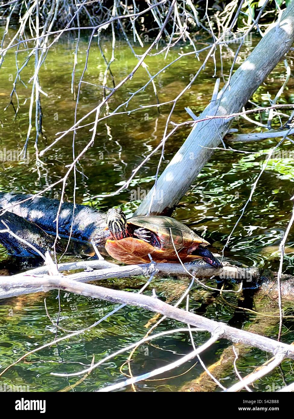 Eine bemalte Schildkröte auf gebrochenen Ästen über einem lahmen Pawtuckaway State Parkin New Hampshire - Smartphone-aufgenommenes Stockfoto