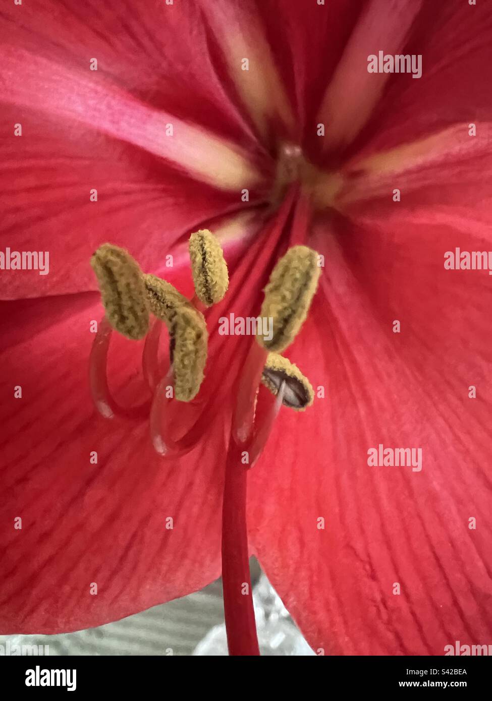 Stamen des Amaryllis decorum Stockfoto