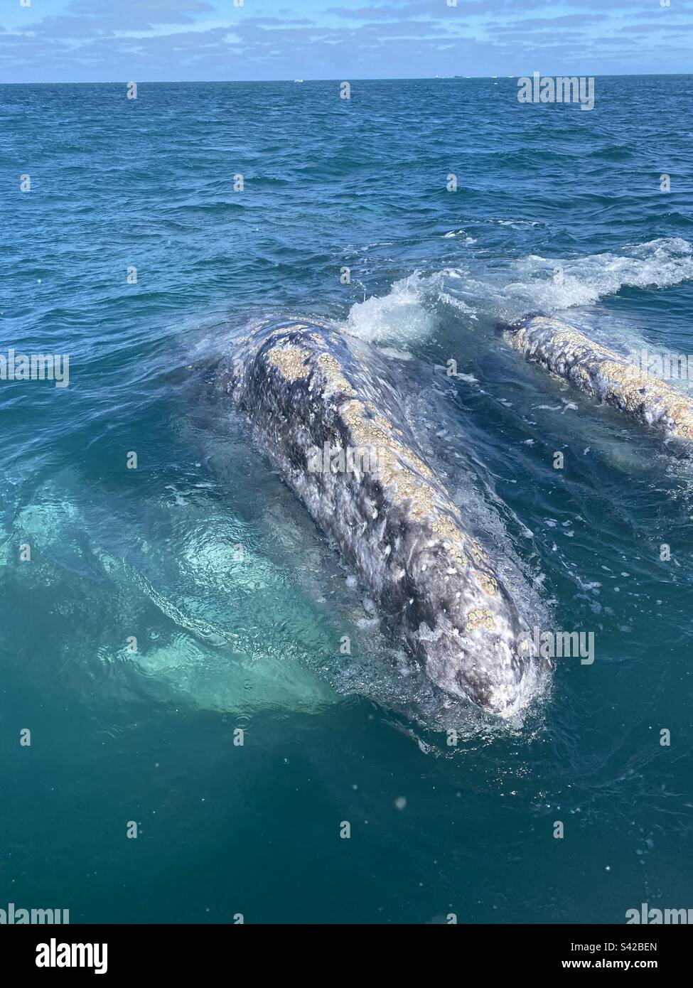 Grauwal in Baja Mexiko - Smartphone-aufgenommenes Stockfoto