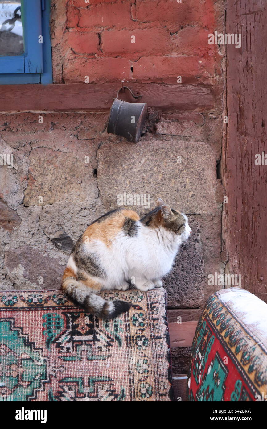 Coole Katze, die draußen in Erzurum schläft Stockfoto