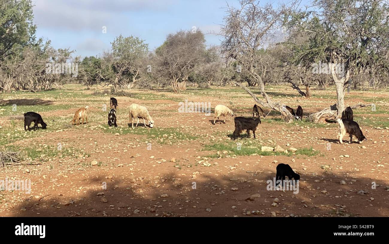 Ziegen in Bäumen. Marokko. - Smartphone-aufgenommenes Stockfoto