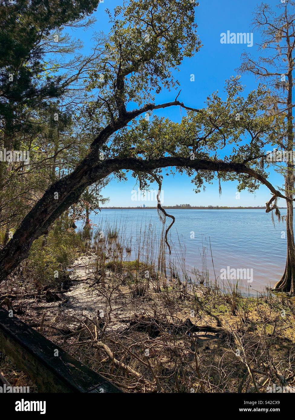 Tensaw River und Mobile Bay im Blakeley State Park Stockfoto