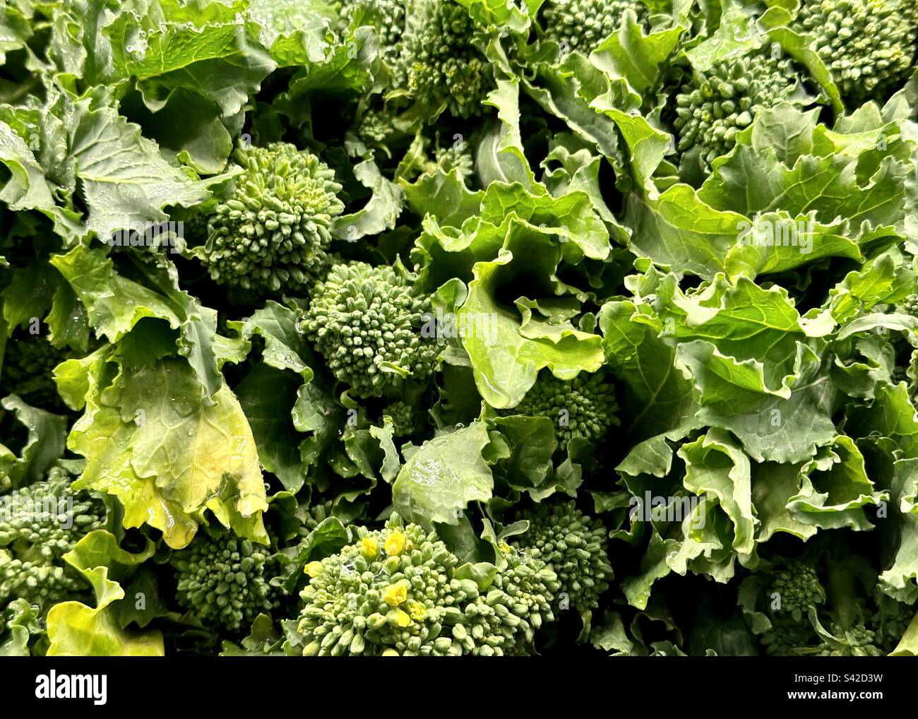 Broccoli rabe, Rapini. Stockfoto