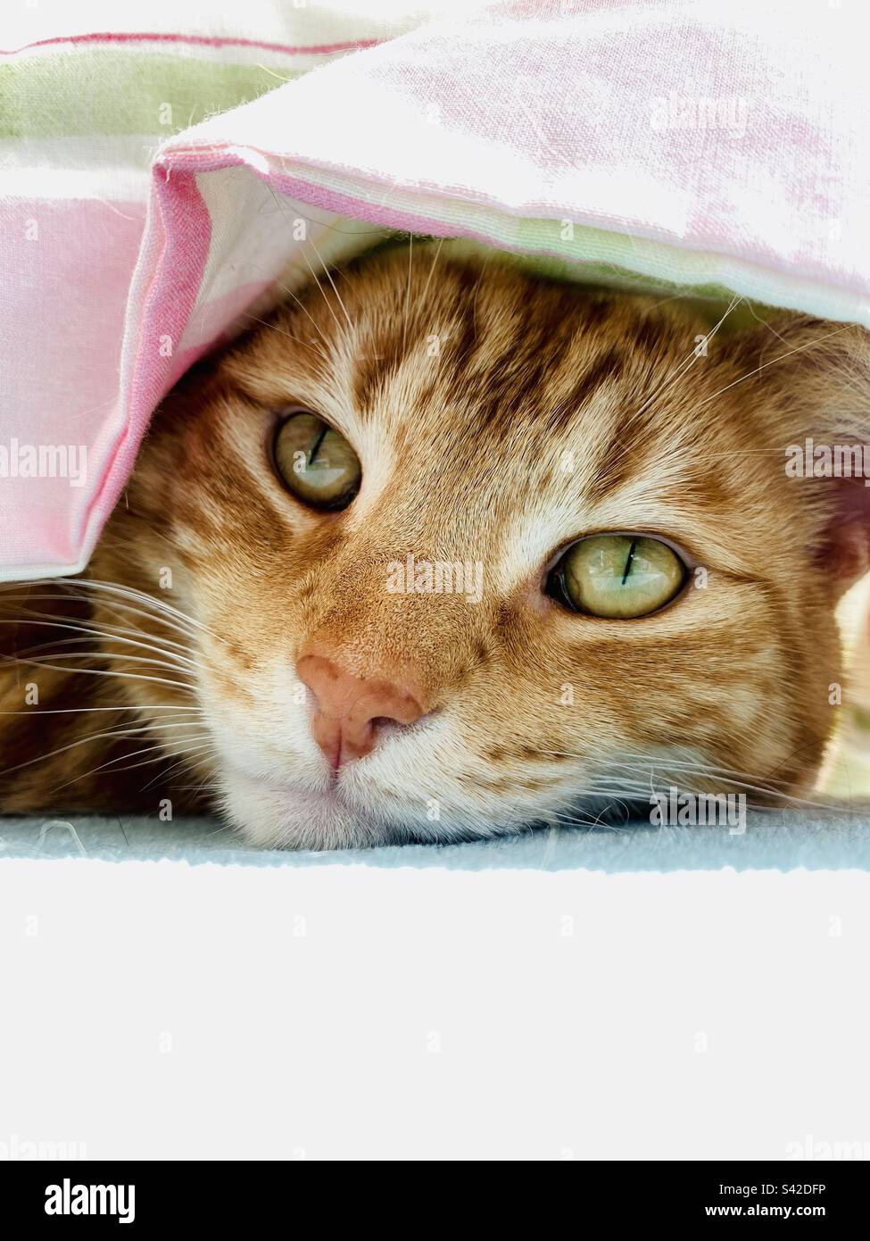 Ginger Tabby-Katze, die einen Bettlaken-Tag hat - Smartphone-aufgenommenes Stockfoto