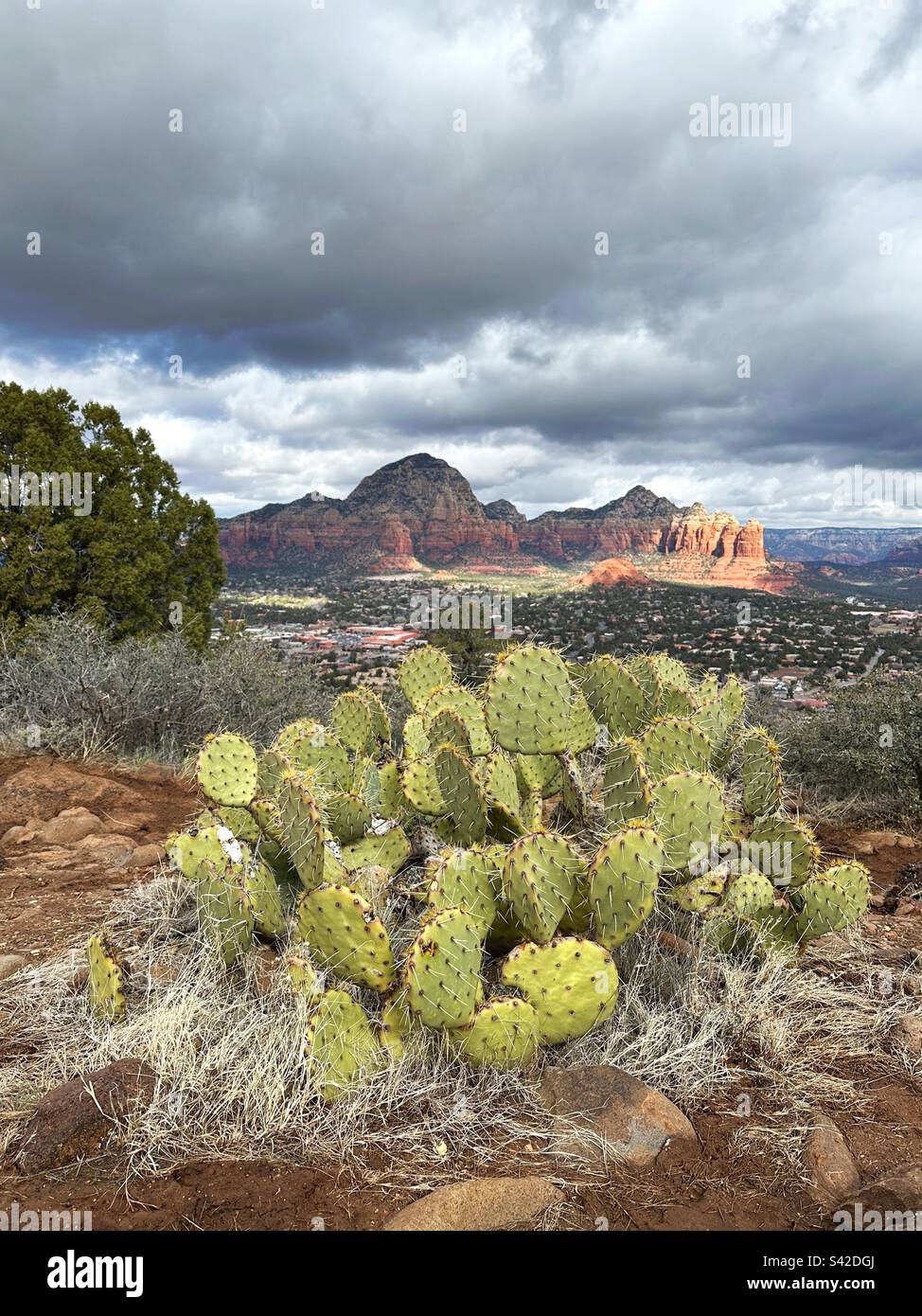 Kaktus im Vordergrund mit roten Felsen im Hintergrund in Sedona, Arizona. Stockfoto