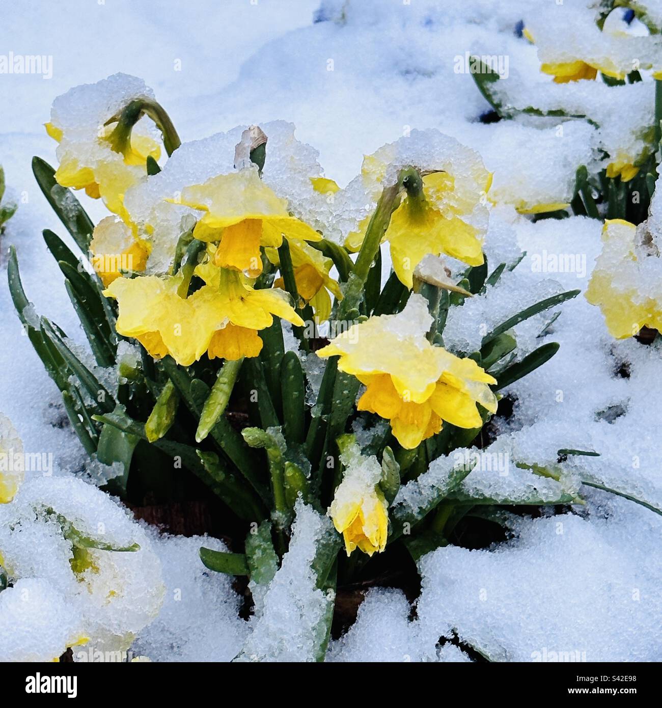 Schneebedeckte Miniatur-Narzissen, Bristol, 8. März 2023 - Smartphone-aufgenommenes Stockfoto