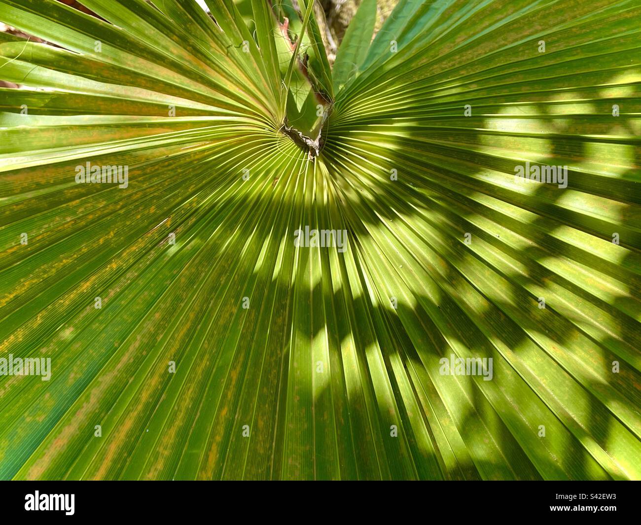 Palmenblatt Nahaufnahme mit Sonnenlicht Stockfoto