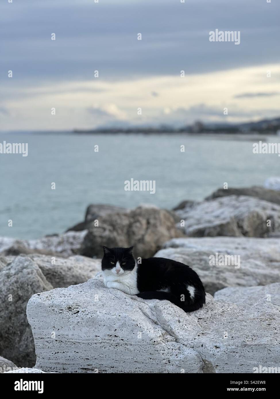 Katze auf den Felsen Stockfoto