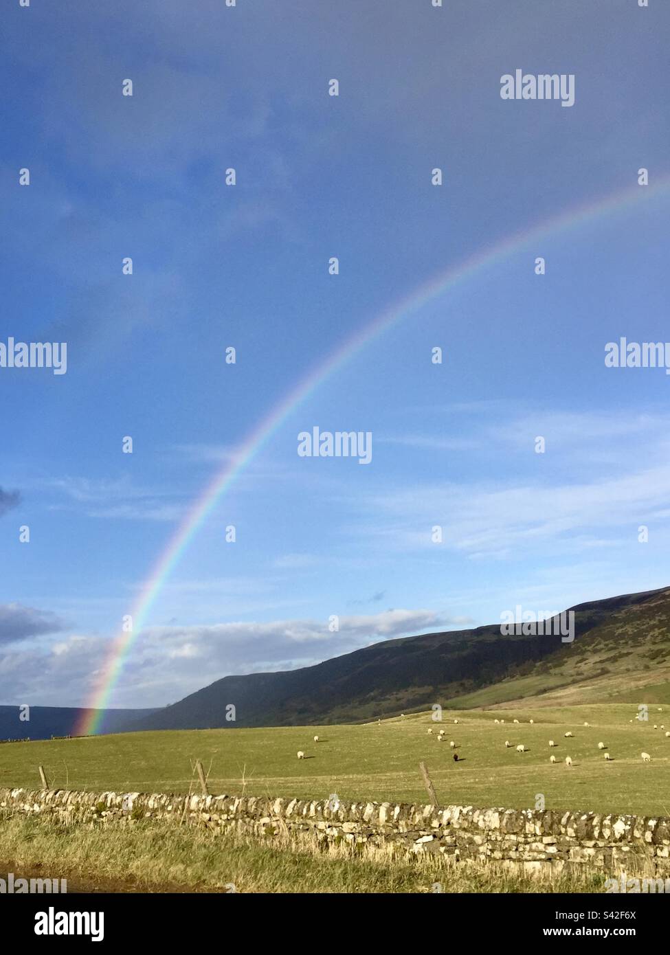 Über dem Gipfel, über dem Rand, Regenbogen, durch weiten blauen Himmel, über Schafen auf offenen grünen Feldern, mit rustikalen Steinmauern bewacht, Buxton, Little Hucklow, Peak District, Großbritannien Stockfoto