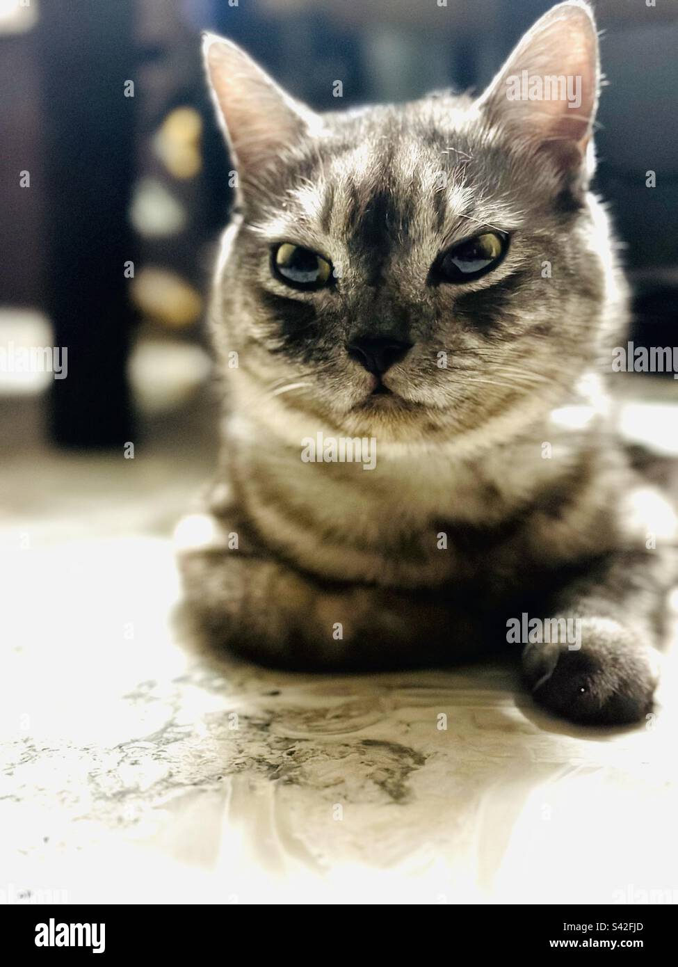 Süße Katze mit attraktiven Augen Stockfoto