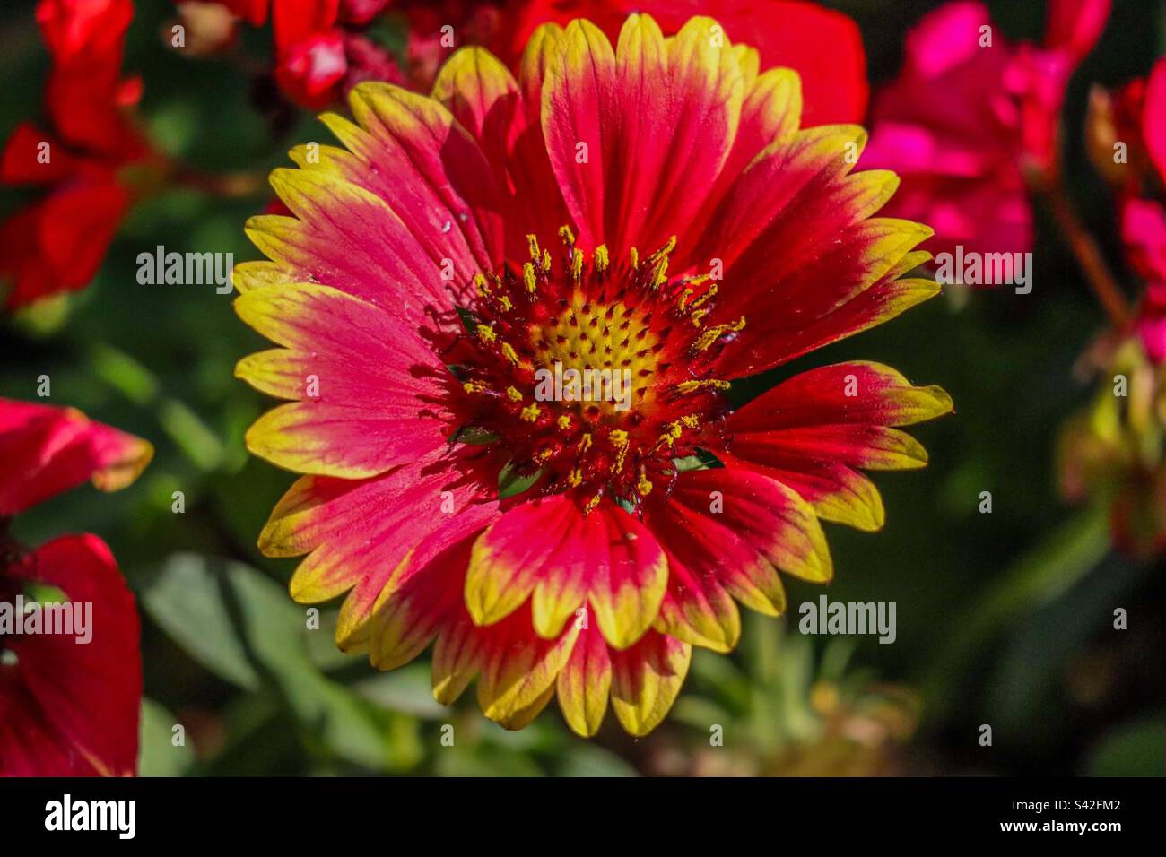 Indische Decke Blume Stockfoto