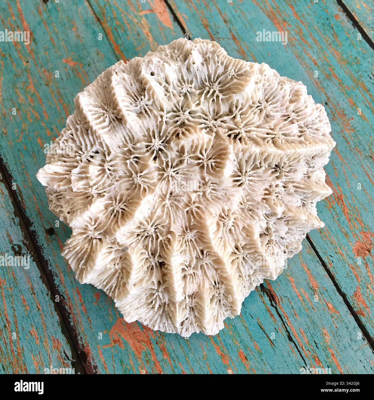 Unglaubliche Rosen/Labyrinth Korallen Fossilien gefunden. Extrem sauber und gut definiert, nachhaltig handverlesen an den wilden Atlantikküsten von Südflorida, USA. Es sind etwa 3“x3” Stockfoto