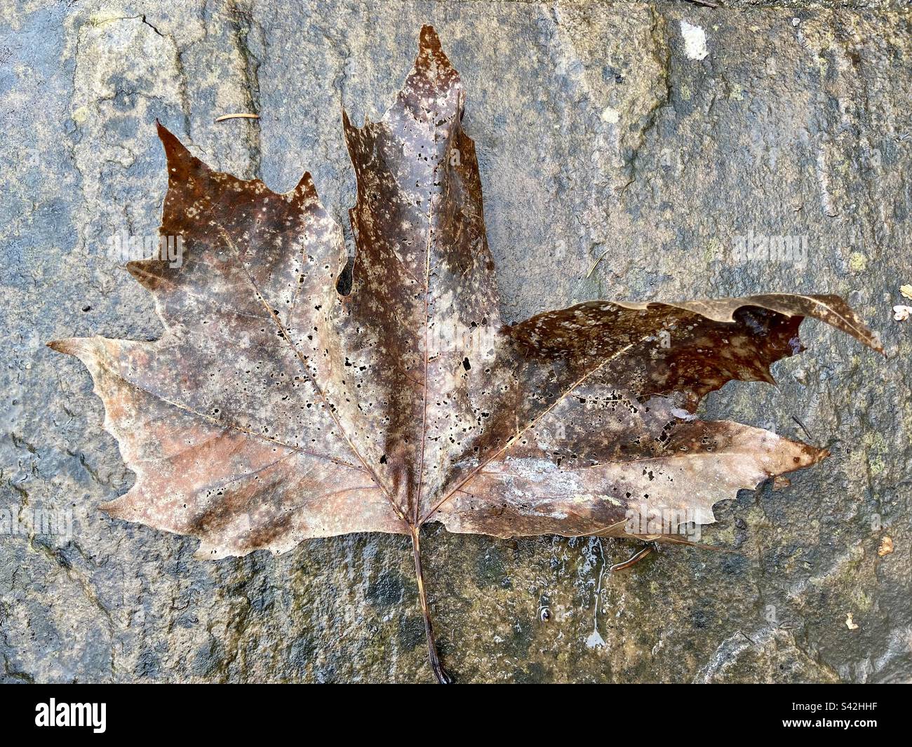 Nasses Ahornblatt auf nasser Pflasterfläche Stockfoto