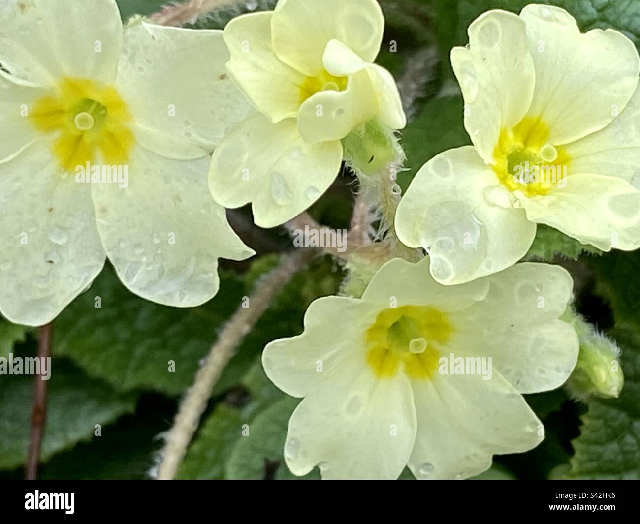 Delikate primula vulgaris, auch bekannt als wilde britische Primrose, die nach einem Frühlingsschauer ihre nassen Blütenblätter zeigt Stockfoto
