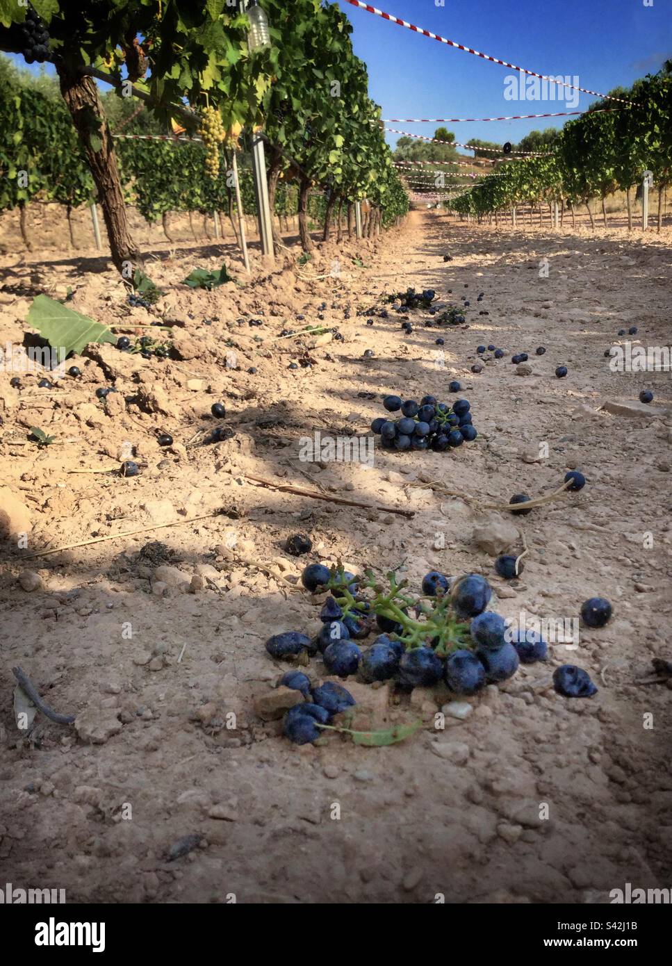 Wildschweinschäden an Syrah-Trauben, Katalonien, Spanien. Stockfoto