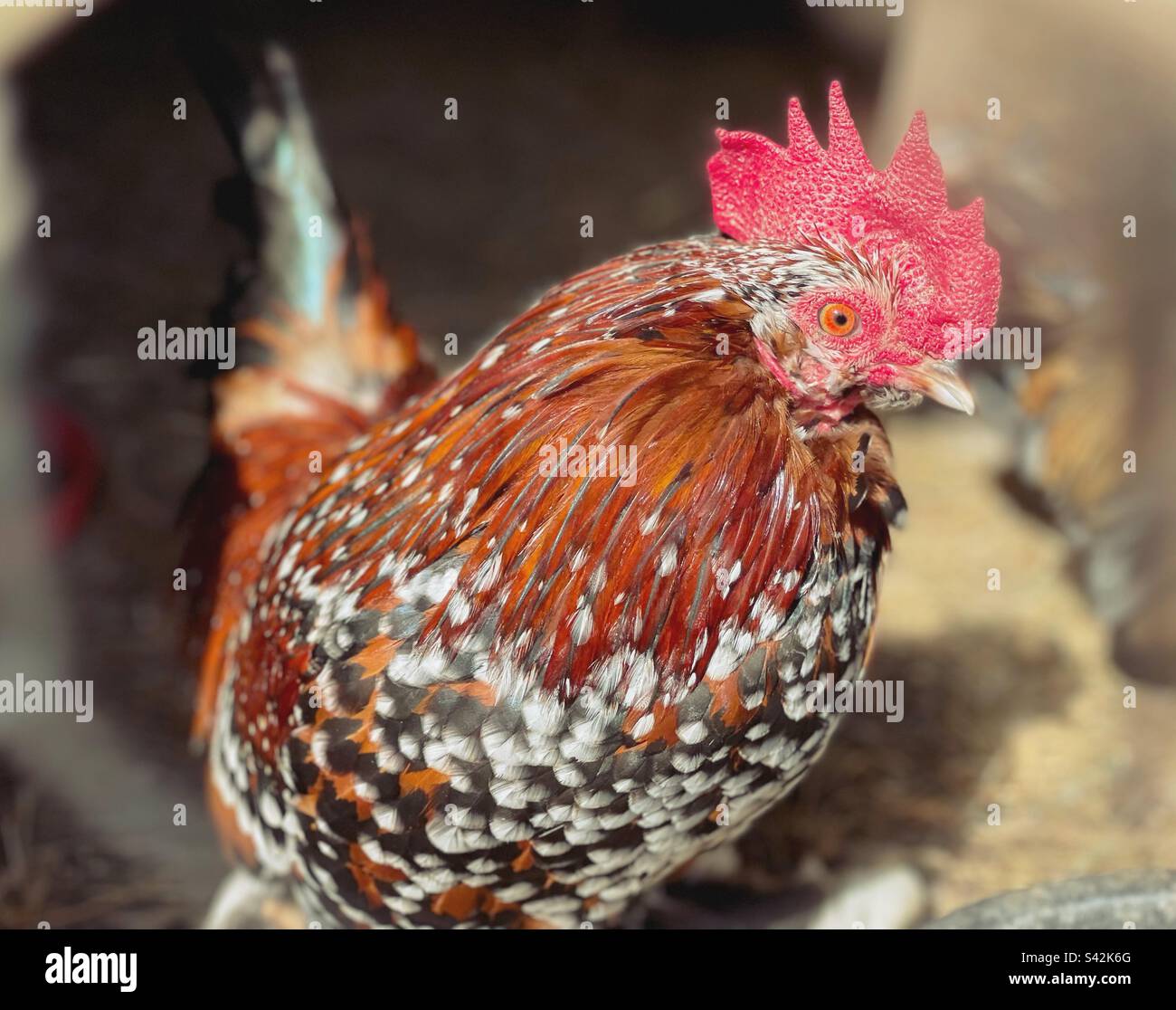 Hahn in einem Hühnerstall auf einem Bauernhof Stockfoto