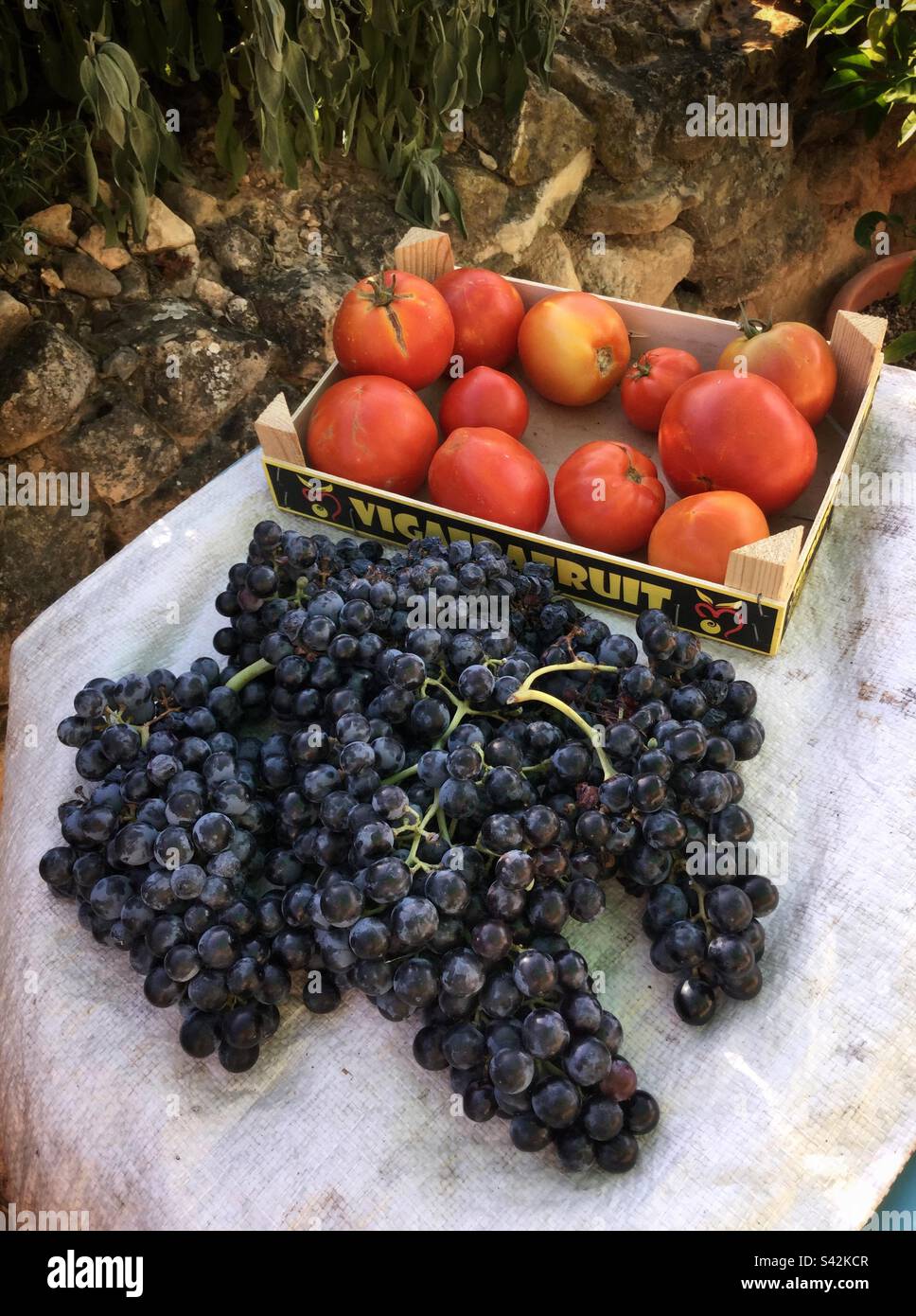 Tomaten und Trauben bei der Ernte, Katalonien, Spanien. Stockfoto