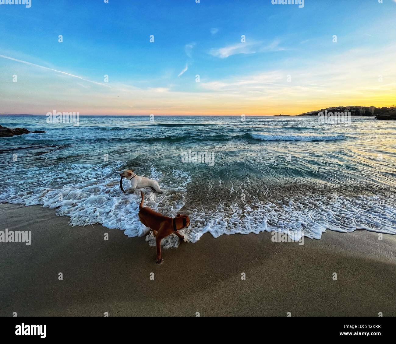 Zwei Hunde, die bei Sonnenuntergang im Mittelmeer spielen Stockfoto