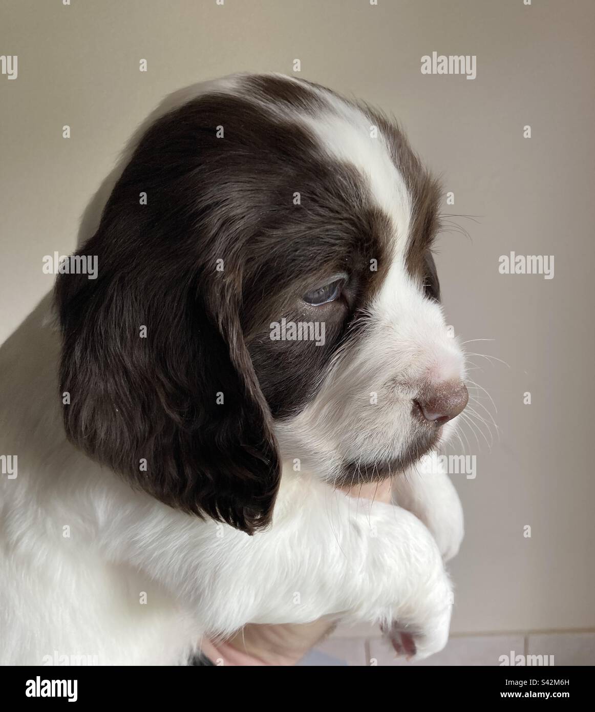 Englischer Springer Spaniel Pup. - Smartphone-aufgenommenes Stockfoto