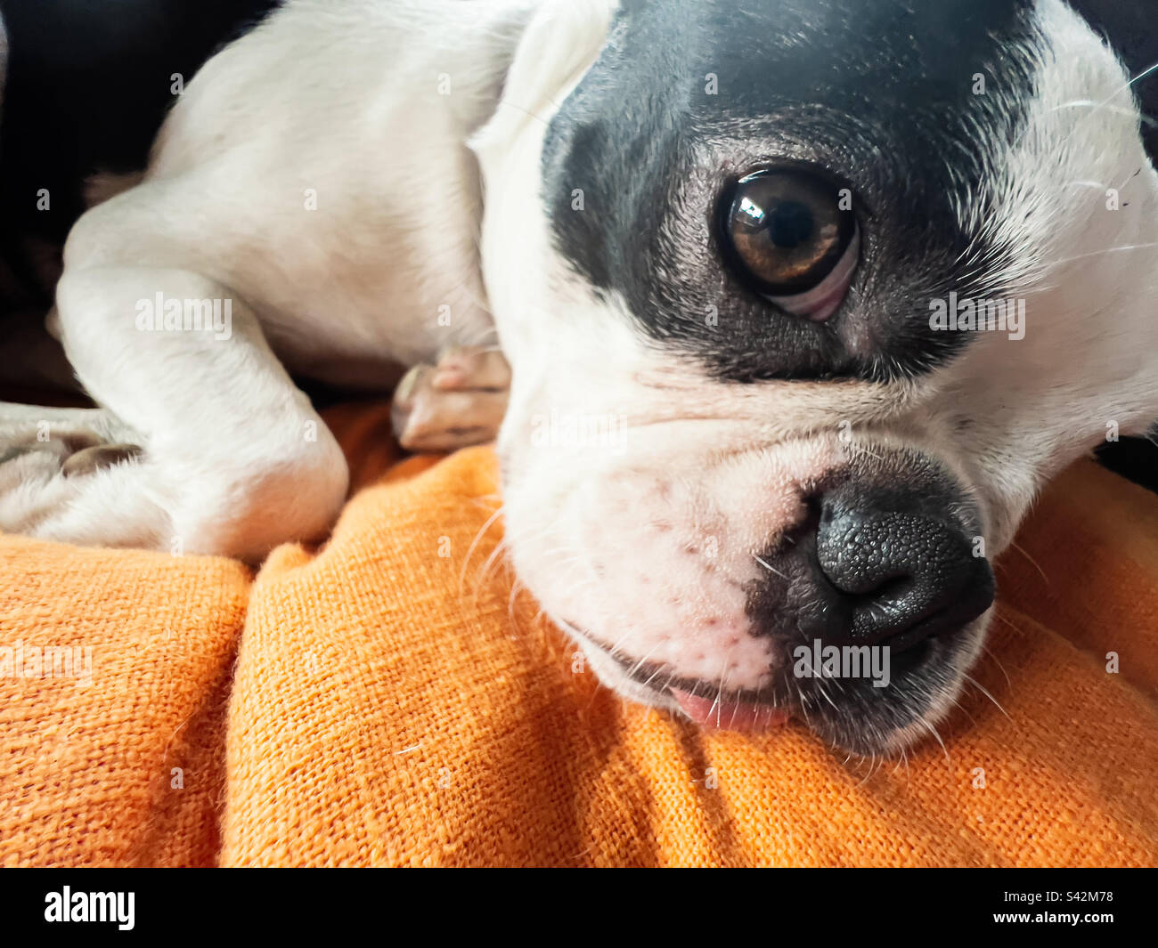Nahaufnahme des Boston Terrier Hundeauges, der in die Kamera schaut. Sie liegt auf einem orangefarbenen Kissen. - Smartphone-aufgenommenes Stockfoto