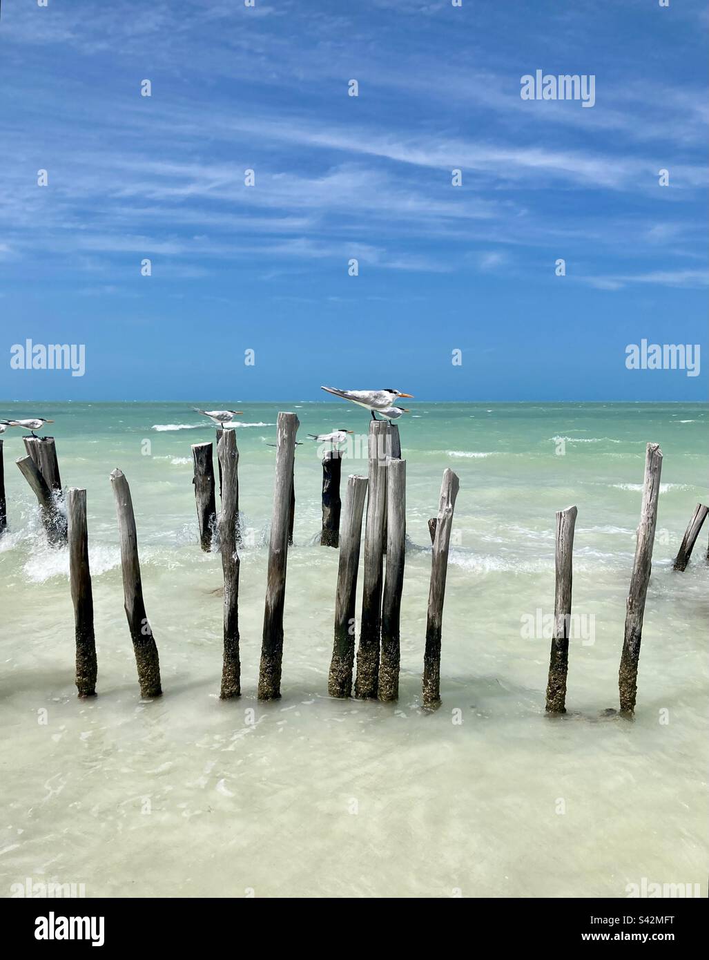 Königliche Seeschwalben auf dem Pfosten, die sich in den Wind lehnen. Stockfoto