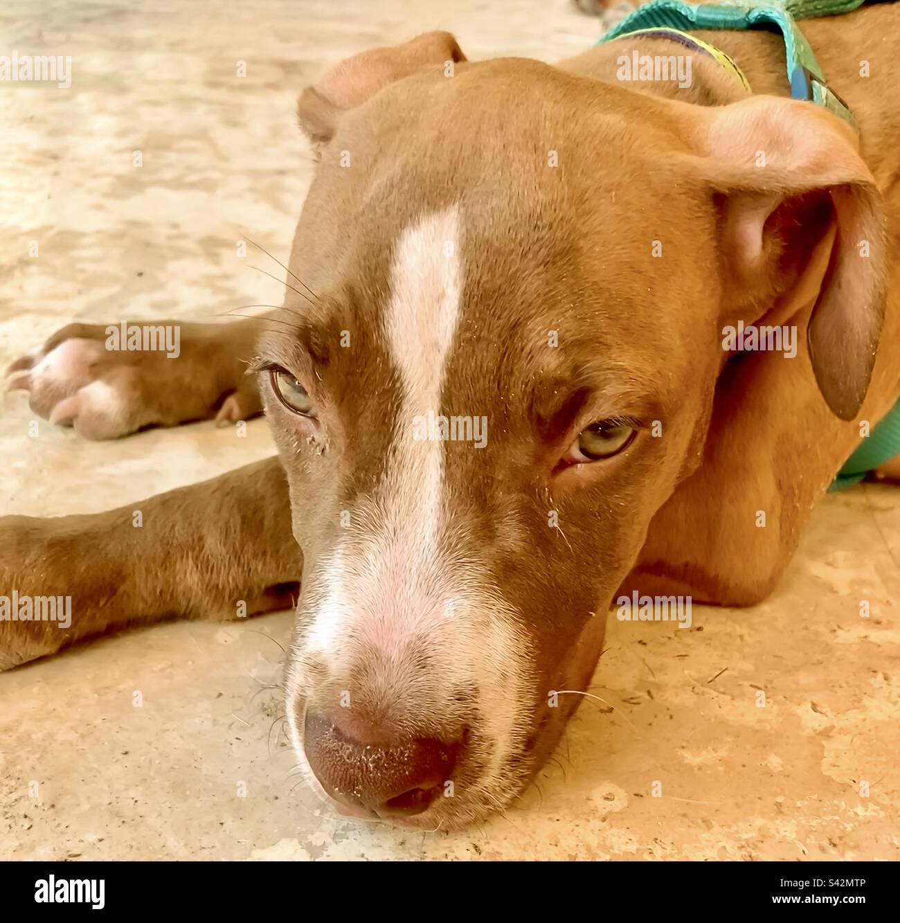 Hündchengesicht - einer von vielen Hunden, die darauf warten, im Refugio Holbox Animal Sanctuary adoptiert zu werden. - Smartphone-aufgenommenes Stockfoto