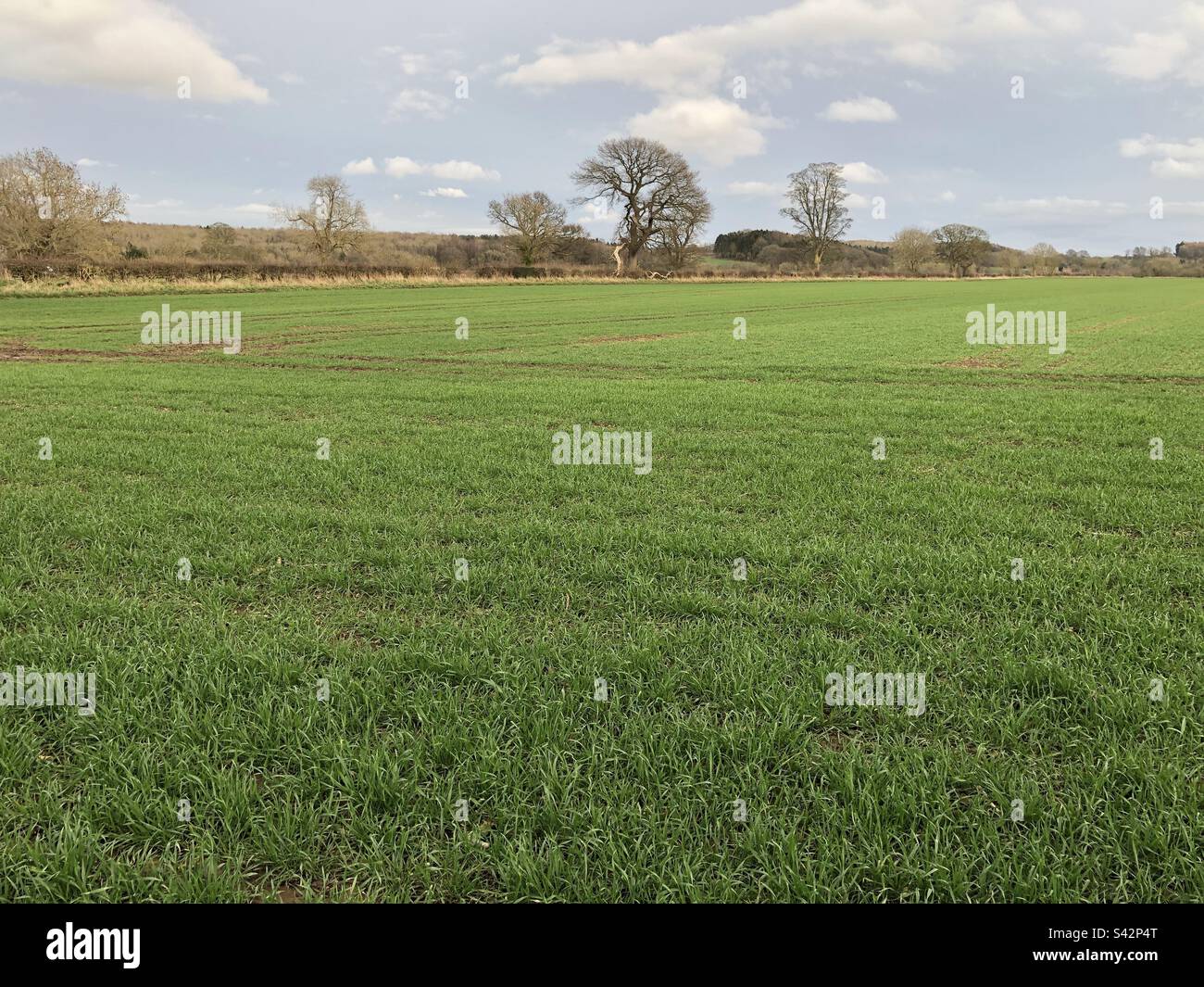 Winterweizen auf einem Feld in North Yorkshire im März. Vereinigtes Königreich - Smartphone-aufgenommenes Stockfoto