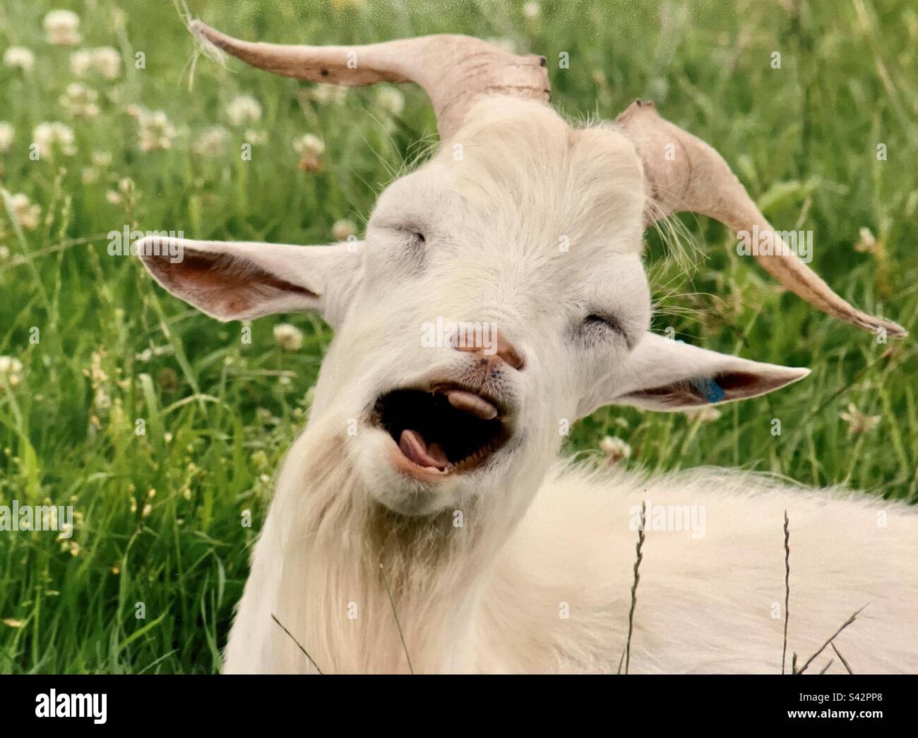 Lachende Ziege auf einem Feld Stockfoto