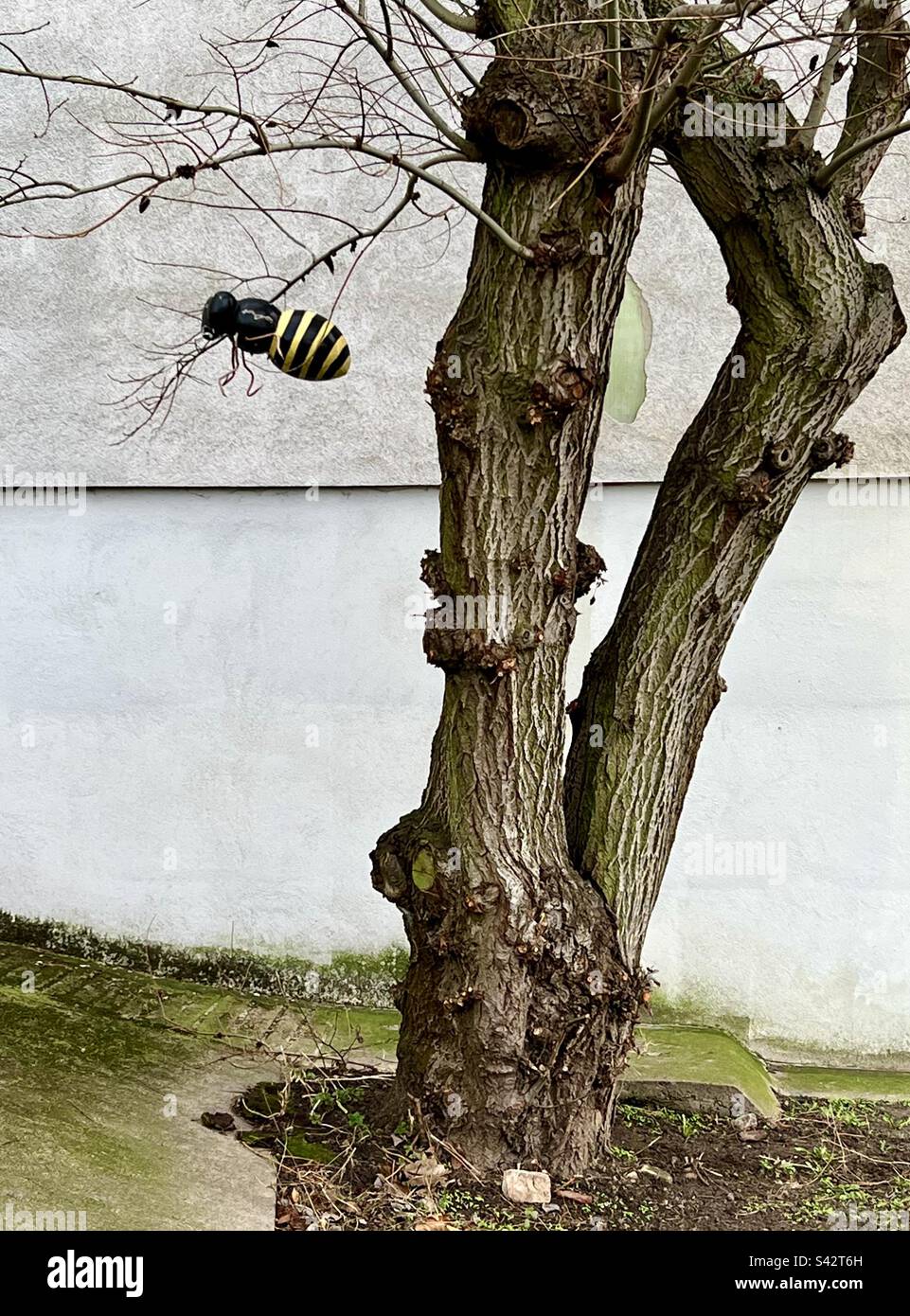 Biene in einem nackten Baum. Der Klimawandel bedroht die Natur Stockfoto
