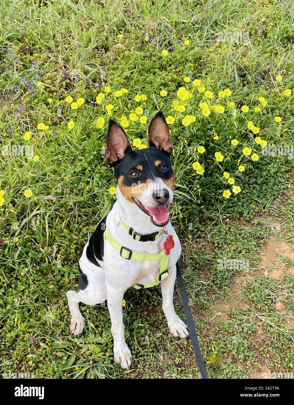 Süßer Ratte-Terrier-Hund, der glücklich auf einem Feld mit Wildblumen sitzt Stockfoto