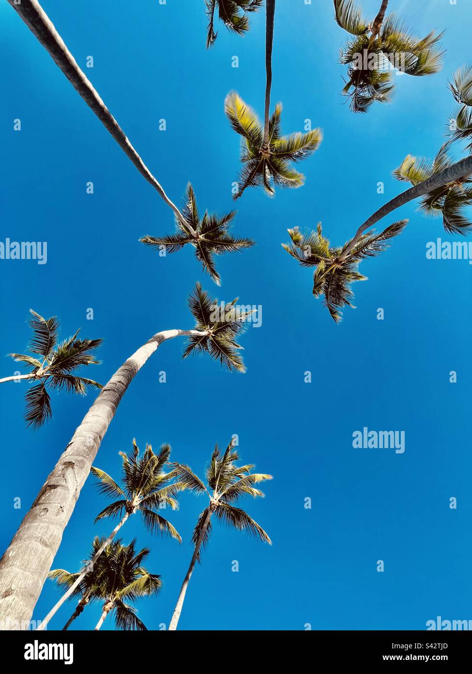 Palmen aus dem Blickwinkel von unten nach oben. Wunderschöne natürliche Bäume mit dynamischer Zusammensetzung - Smartphone-aufgenommenes Stockfoto