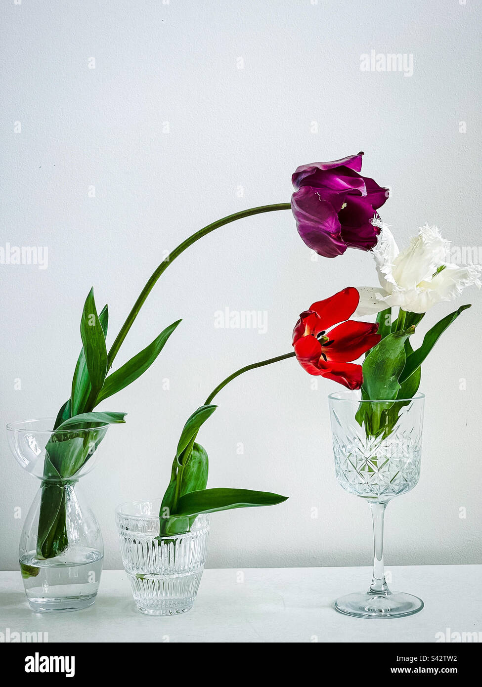 Drei verschiedene Tulpen in Glaswaren auf weißem Hintergrund. Stockfoto