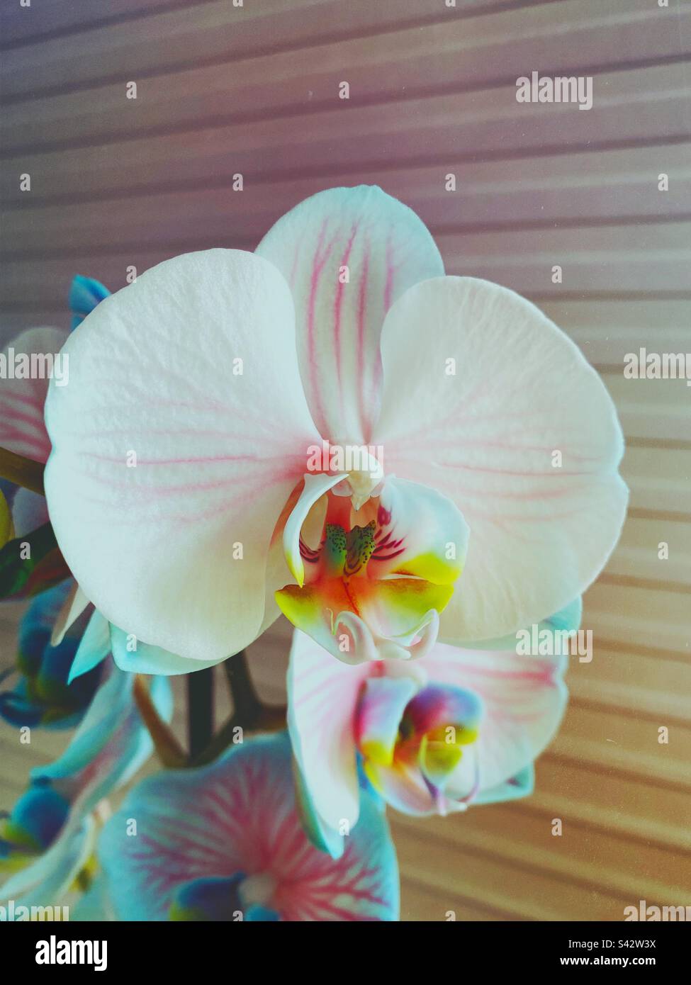 Orchideenblüte in voller Blüte - Smartphone-aufgenommenes Stockfoto