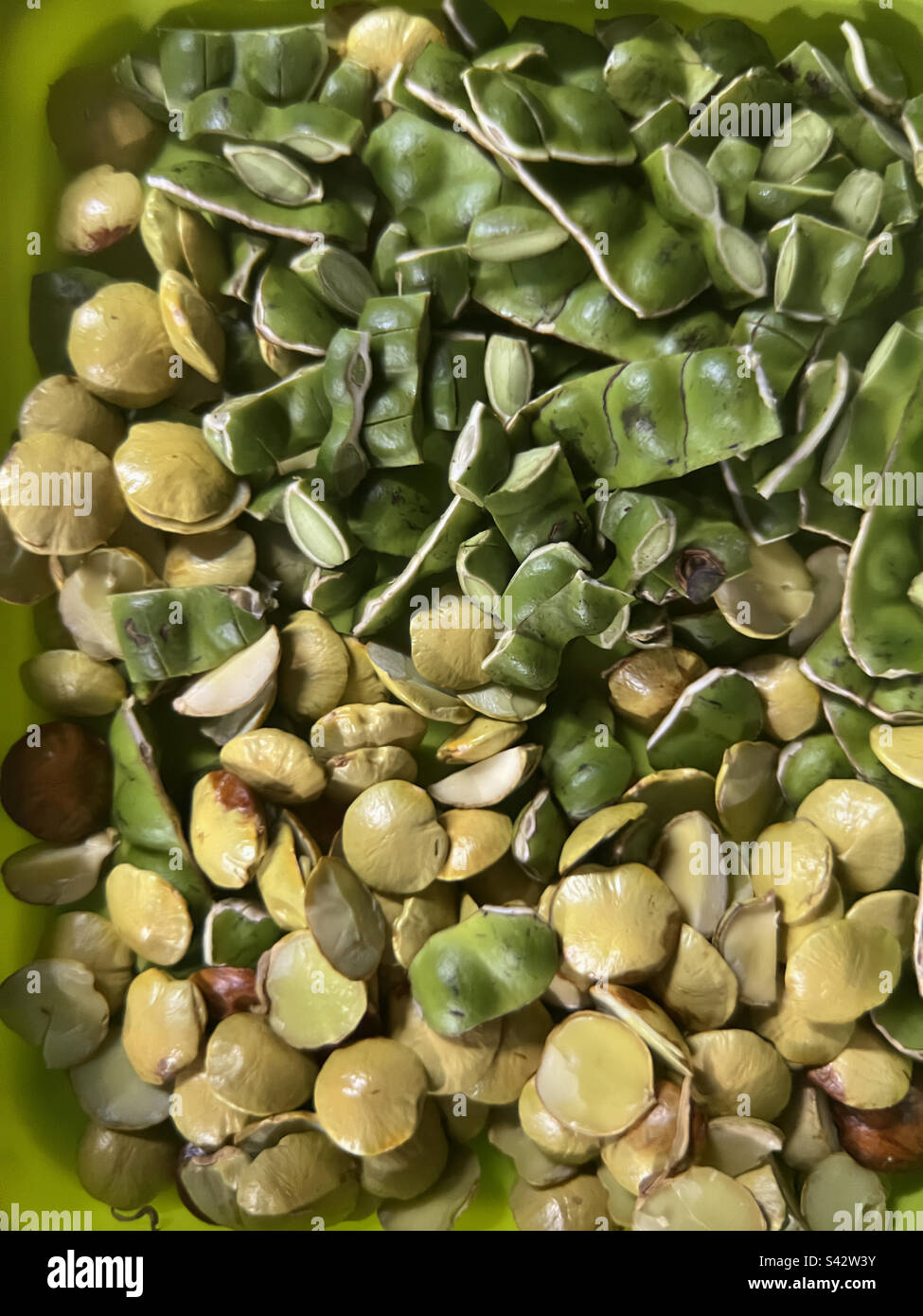 Hochwinkel-Blick auf parkia speciosa und archidendron pauciflorum in einem Kunststoffbehälter. Stockfoto