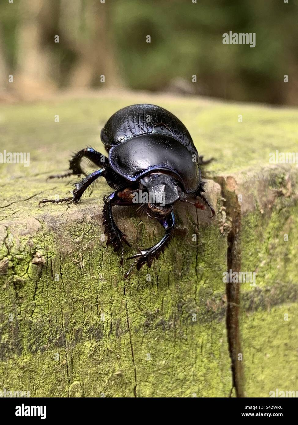 Anoplotrupes stercorosus, der Dor-Käfer, kriecht über einen moosigen Holzpfahl im neuen Wald, England Stockfoto