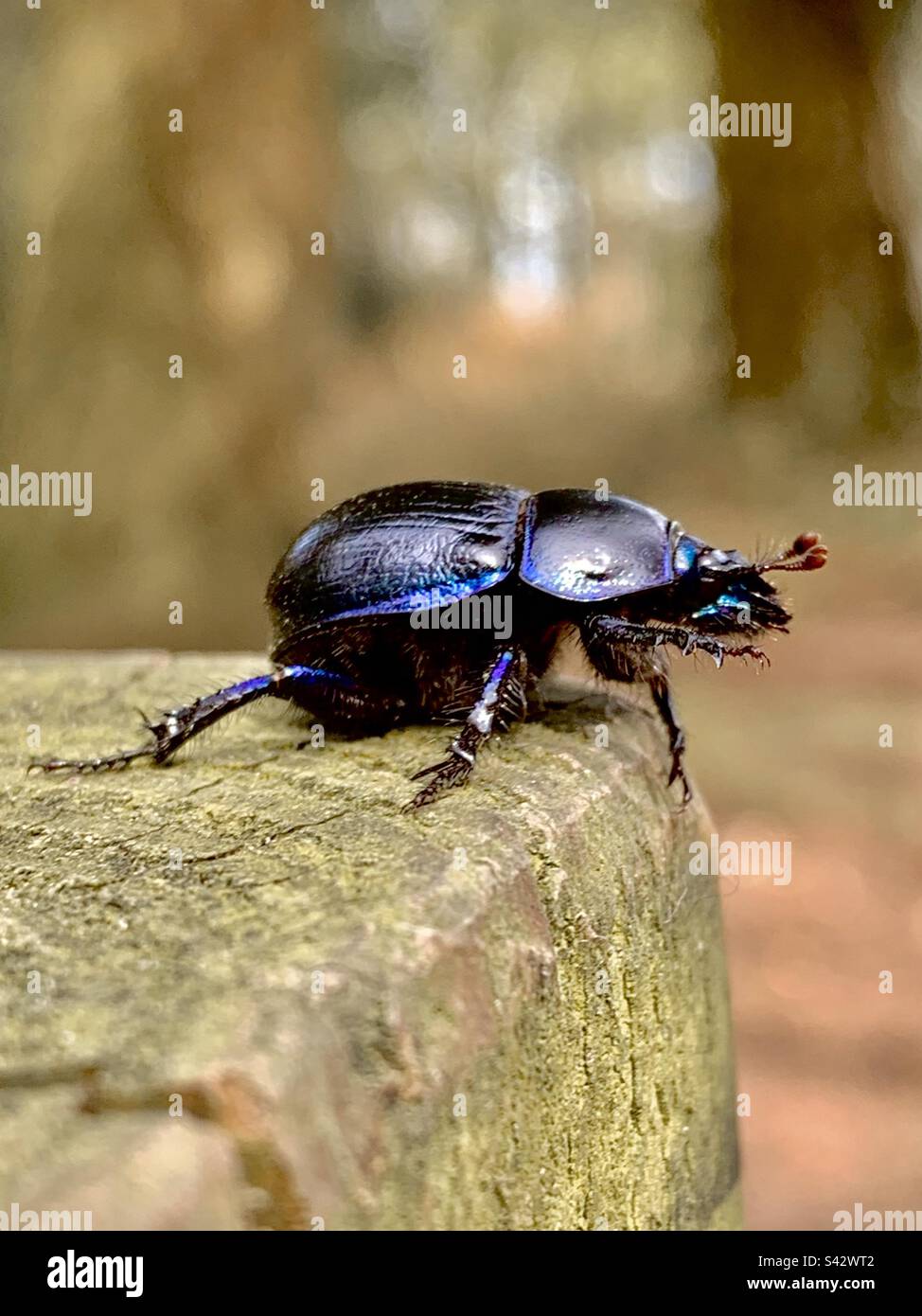 Anoplotrupes stercorosus, der Dor-Käfer, auf einem Holzpfosten, nahe im neuen Wald, England Stockfoto