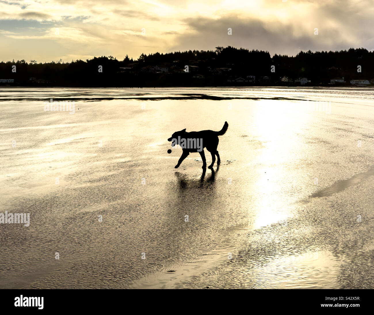 Hund spielt Fetch am Strand bei Sonnenuntergang Stockfoto