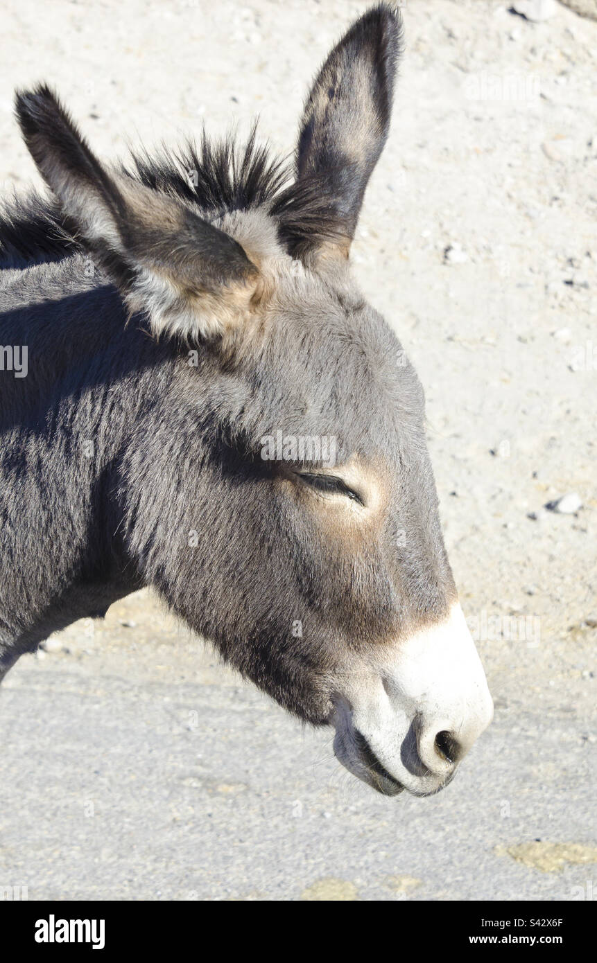 Junger Esel in Oatman, Arizona Stockfoto