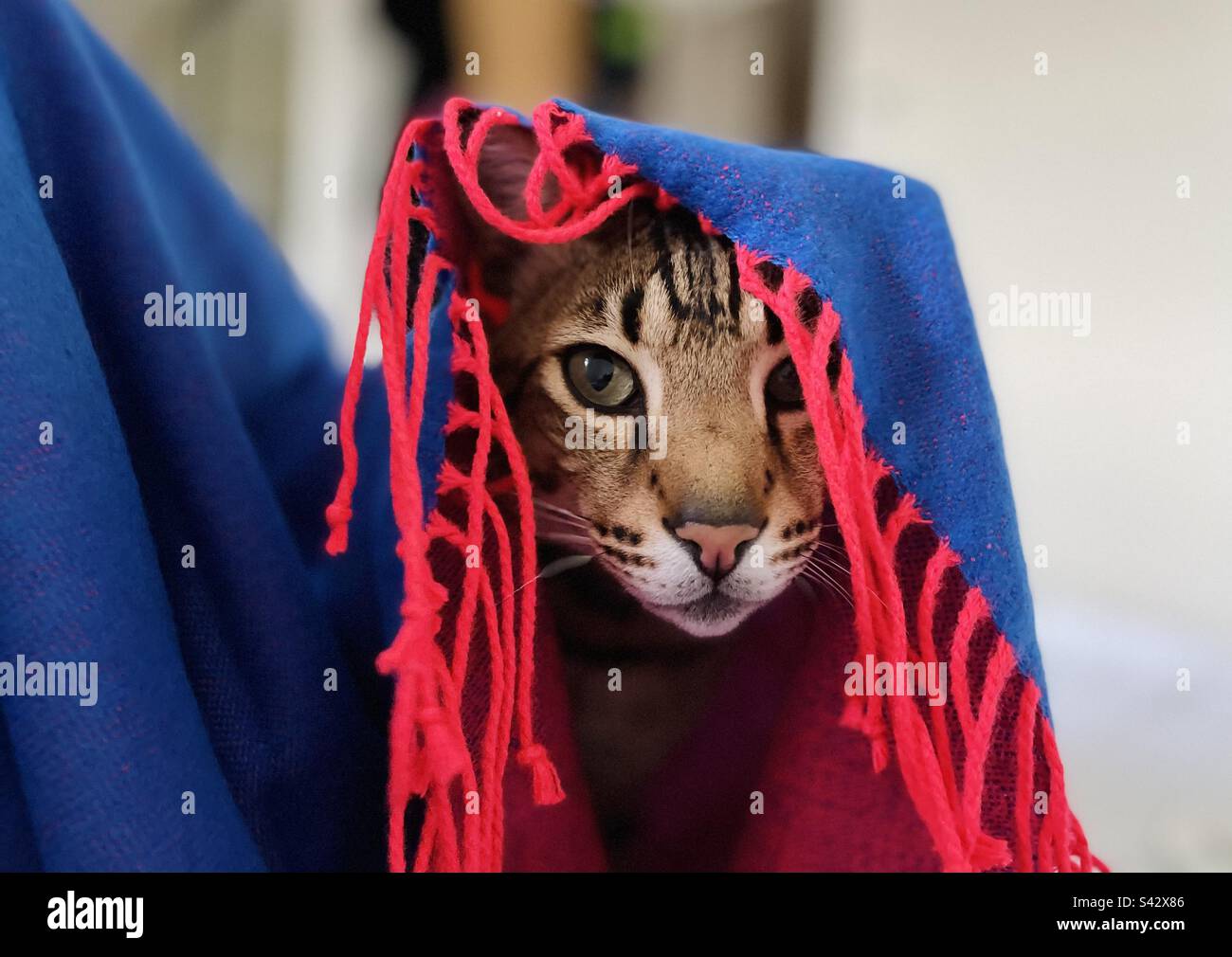 Benjamin gibt sich als Junge George aus - Smartphone-aufgenommenes Stockfoto