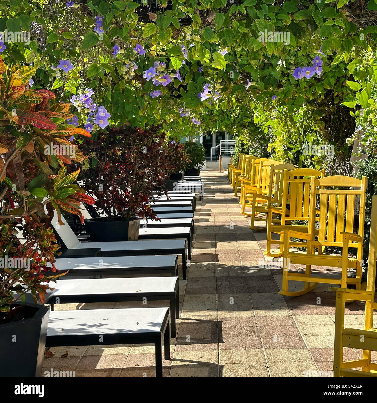 Januar 2023, Klubsessel und Schaukelstühle, Kimpton Surfcomber Hotel, South Beach, Miami Beach, Florida, Vereinigte Staaten Stockfoto