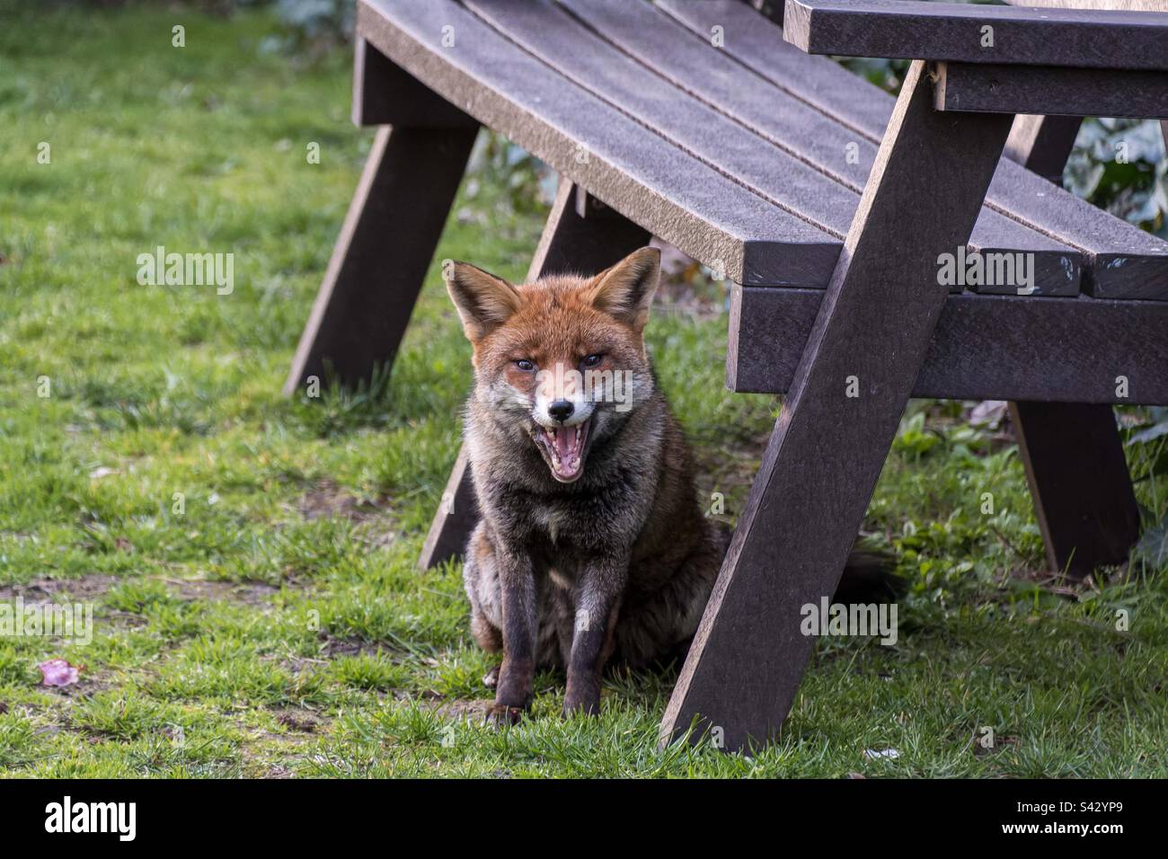 Fröhlicher Fuchs Stockfoto