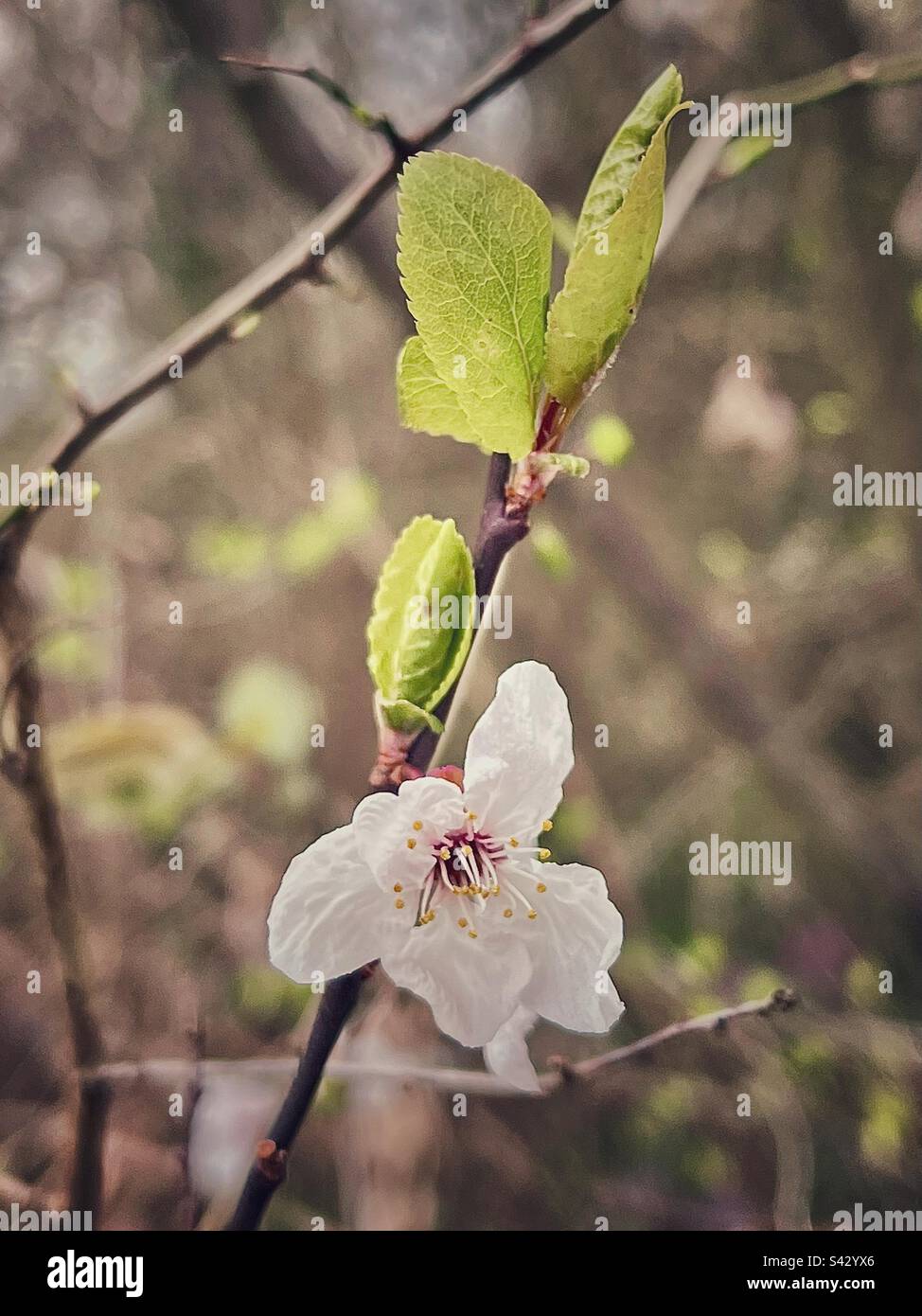 Schüchterne Blüte Des Wilden Pflaumenbaums. Feder, 2023 Stockfoto