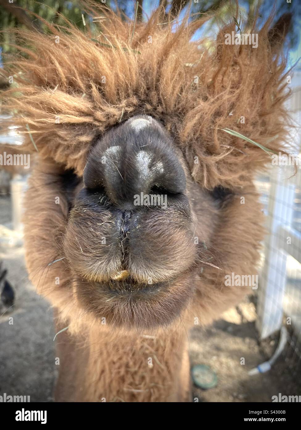 Alpaka-Nahaufnahme mit einem aus dem Mund hervorstehenden Zahn - Smartphone-aufgenommenes Stockfoto