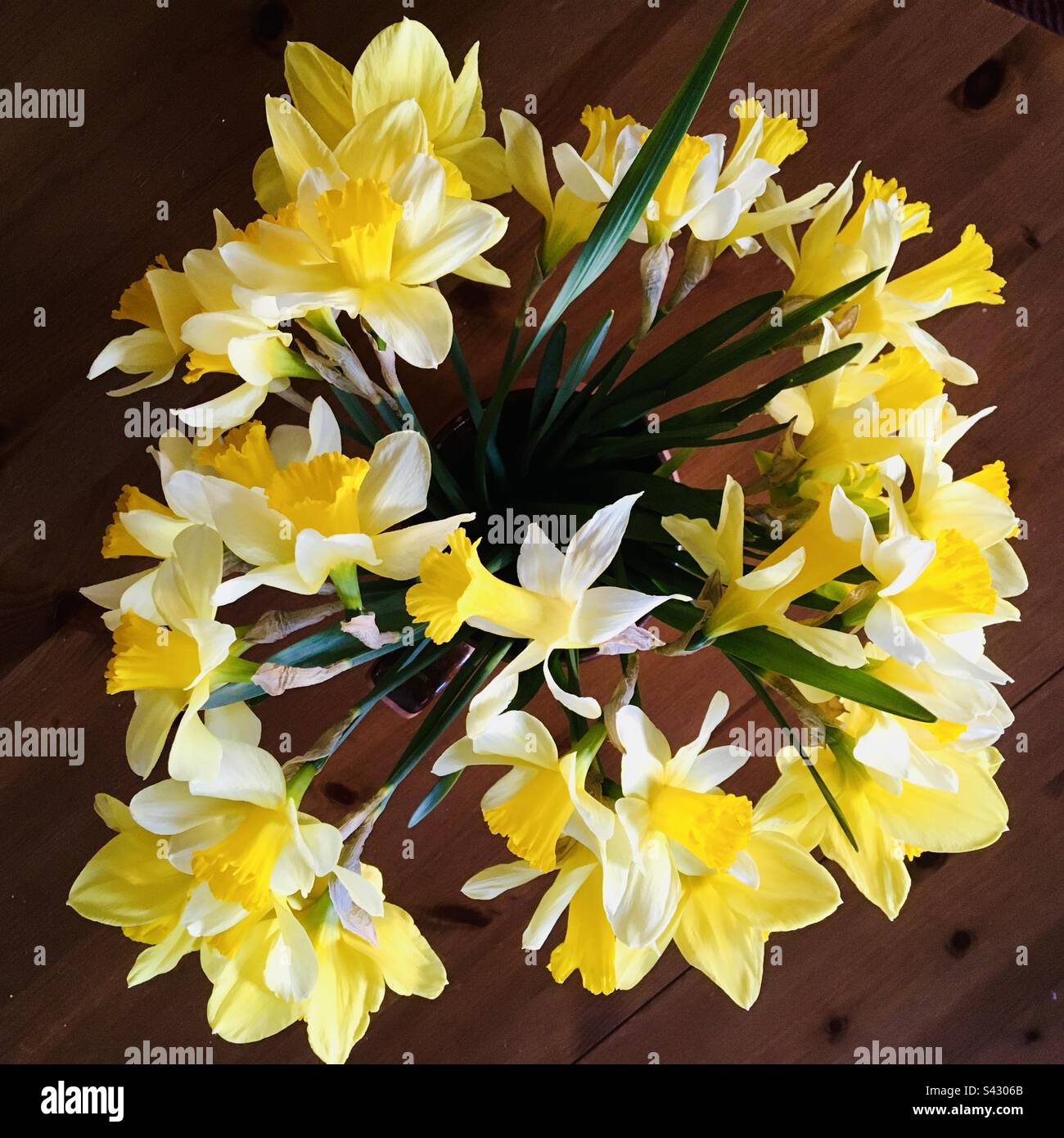 Ein Haufen gelber Narzissen oder Narzisse von oben Stockfoto