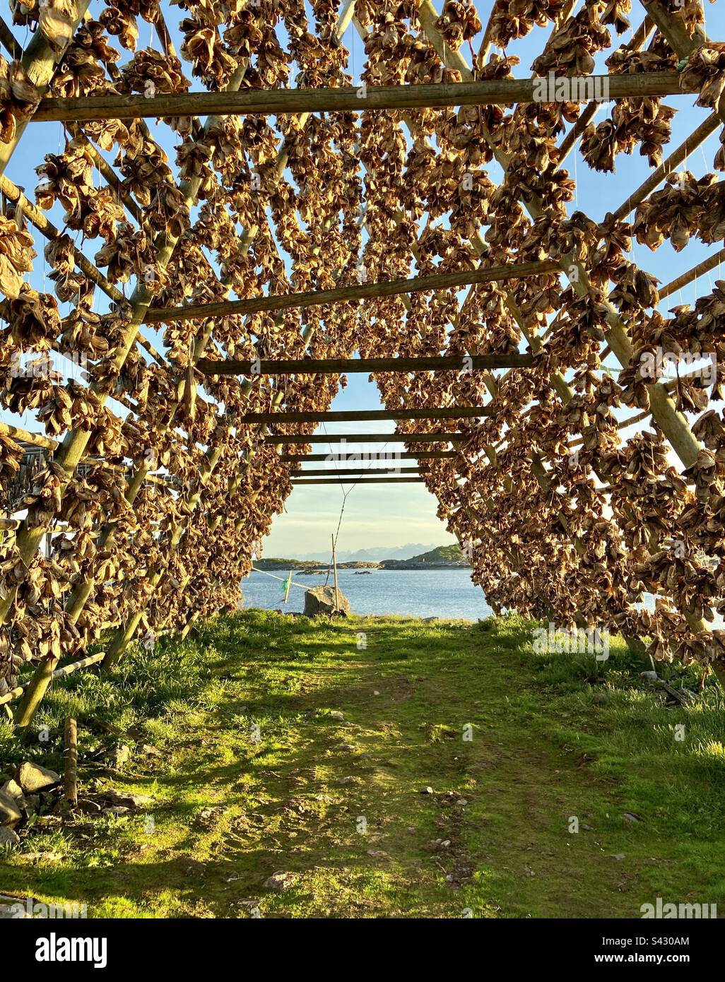 Trocknen von Fisch in der Sonne und Wind an einem sonnigen Sommerabend in Henningsvær, Lofoten-Inseln. - Smartphone-aufgenommenes Stockfoto